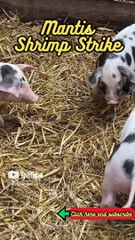 Animal Facts   Mantis Shrimp Strike    #shorts