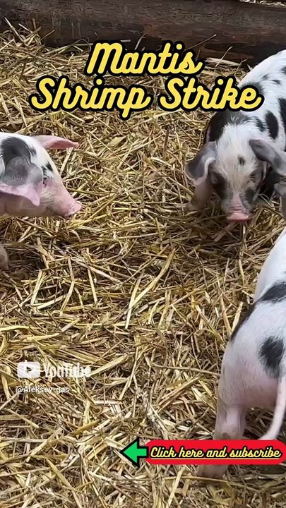 Animal Facts   Mantis Shrimp Strike    #shorts