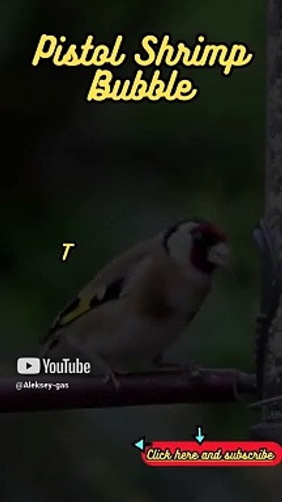 Animal Facts   Pistol Shrimp Bubble    #shorts