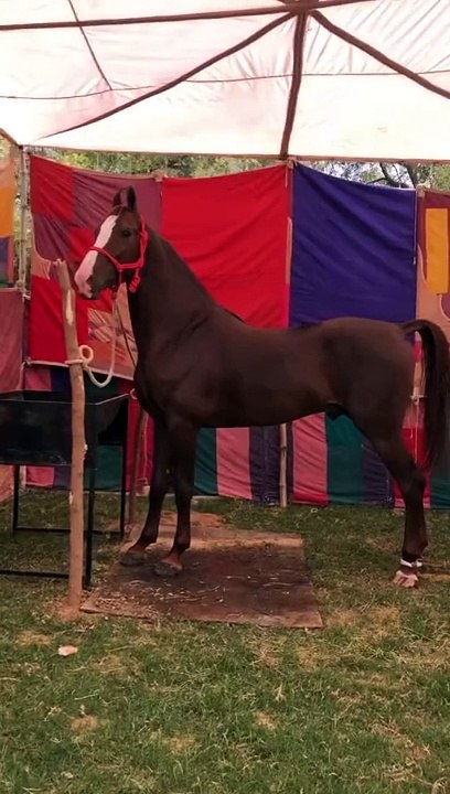 Horse lover's #plz_subscribe_my_channel