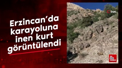 Erzincan’da karayoluna inen kurt görüntülendi