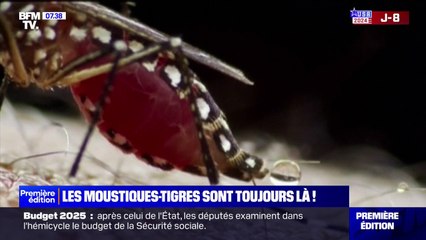 En plein mois d'octobre, 78 départements sont concernés par le moustique tigre