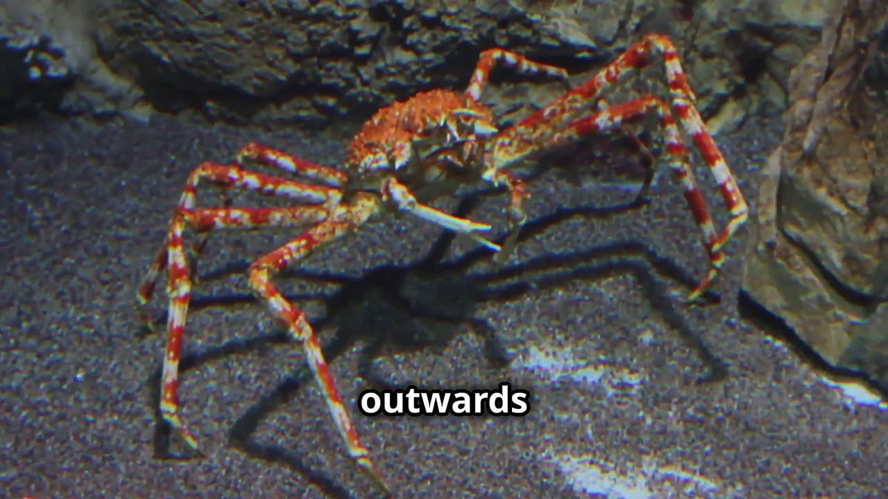 Why Do Crabs Walk Sideways ?  