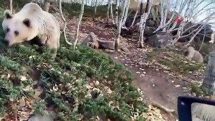 Bitlis'te korku dolu anlar! Aç kalan ayılar araçlara saldırdı