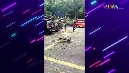 Ambruk! Pohon Besar Tumbang Timpa Kendaraan di Lembang