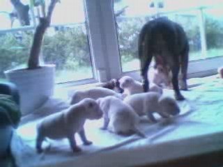 20080424 Chiots 20 jours