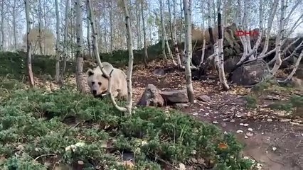 Aç kalan ayılar yoldan geçen araçlardan yiyecek bekliyor