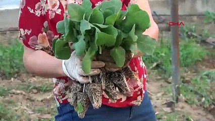 Düden Çayı'nın 'zehirli' suyu, seralardaki mahsulü kuruttu