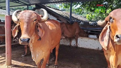 पशुधन ओळख भाग १ दुधासाठी प्रसिद्ध असणारी गीर गाय'
