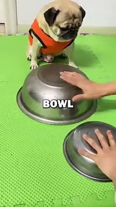 DOG GETS TRICKED! #pets #doglover #dogs #cuteanimals #cute #funny #animalstoriesDOG GETS TRICKED! #pets #doglover #dogs #cuteanimals #cute #funny #animalstories