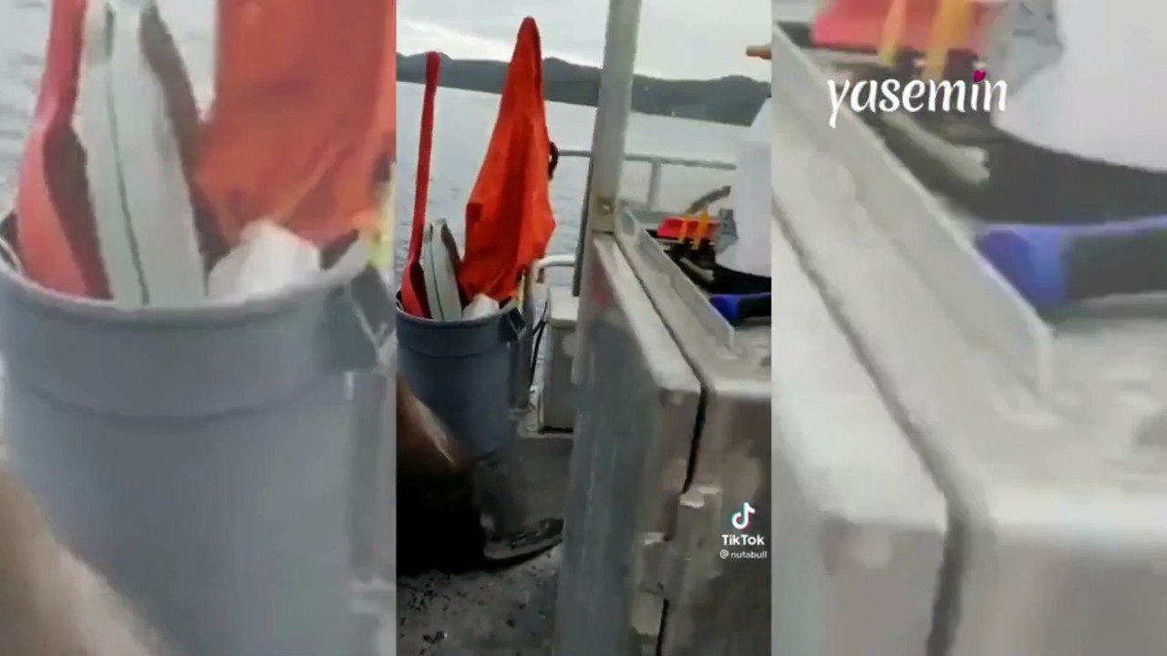 Köpek balığı ve katil balinalardan kaçan fok balığı suya dönmek istemedi!