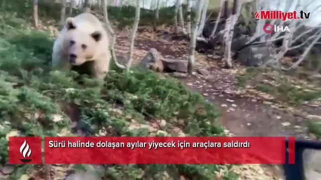 Sürü halinde dolaşan ayılar araçlara saldırdı