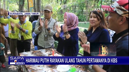 Kemeriahan di Kebun Binatang Surabaya saat Harimau Putih Rayakan Ulang Tahun Pertamanya
