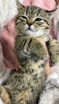 2024 best animals videos #cutecatvideos #funnycatvideos #cuteanimals #funny #reels #shortsvideo #shorts #animal #funny animals #cat #animals #fyp