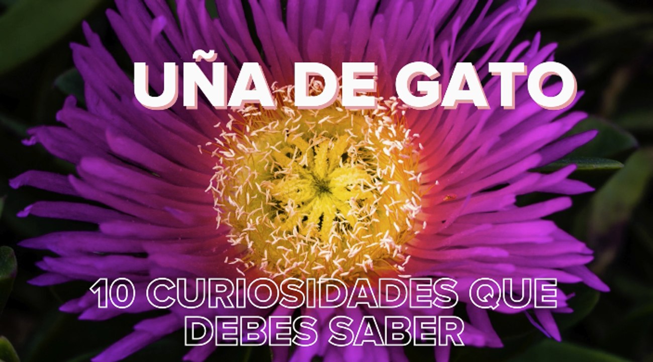 Uña de gato 10 curiosidades que debes saber