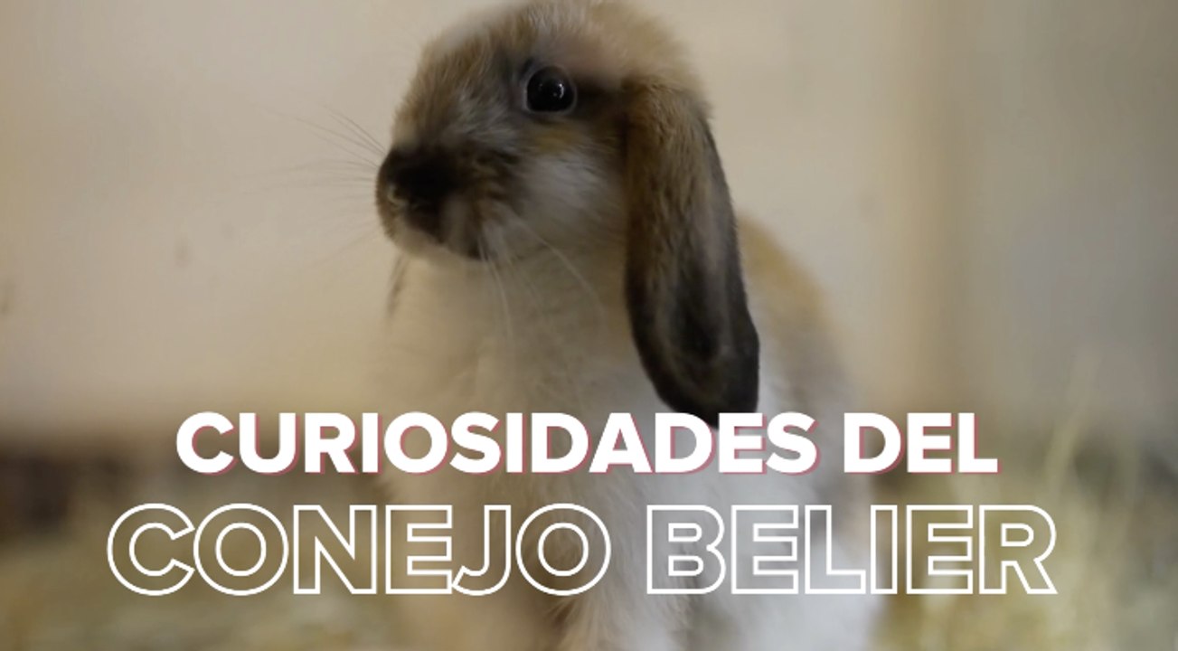 Curiosidades del conejo belier