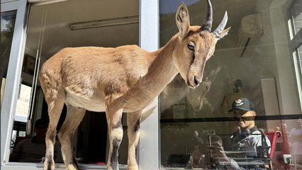 Baraj sahasını mesken tutan yavru dağ keçisini biberonla besliyorlar
