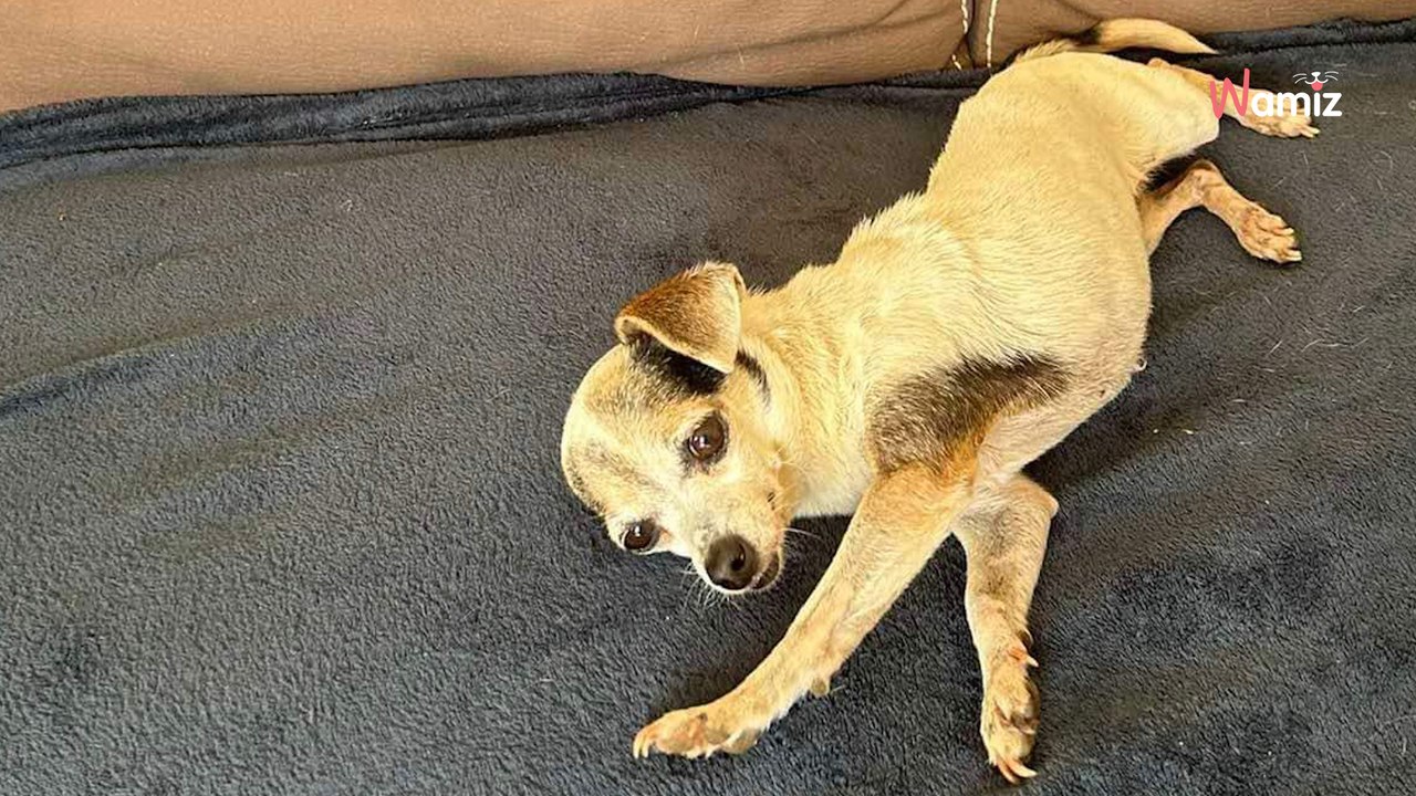 Après un passé trouble et un sauvetage in extremis, cette chienne senior peut-elle encore trouver une famille ?