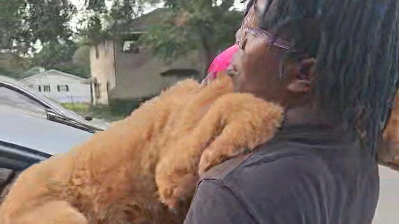 Golden Doodle weigert sich, ins Auto zu kommen und nach der Spa-Sitzung den Hundfriseur loszulassen