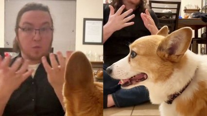 Treffen Sie die clevere Corgi, die Gebärdensprache verstehen und sogar imitieren können