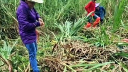 Napier, Flexible Biomass Utilization by Cinjun Thailand