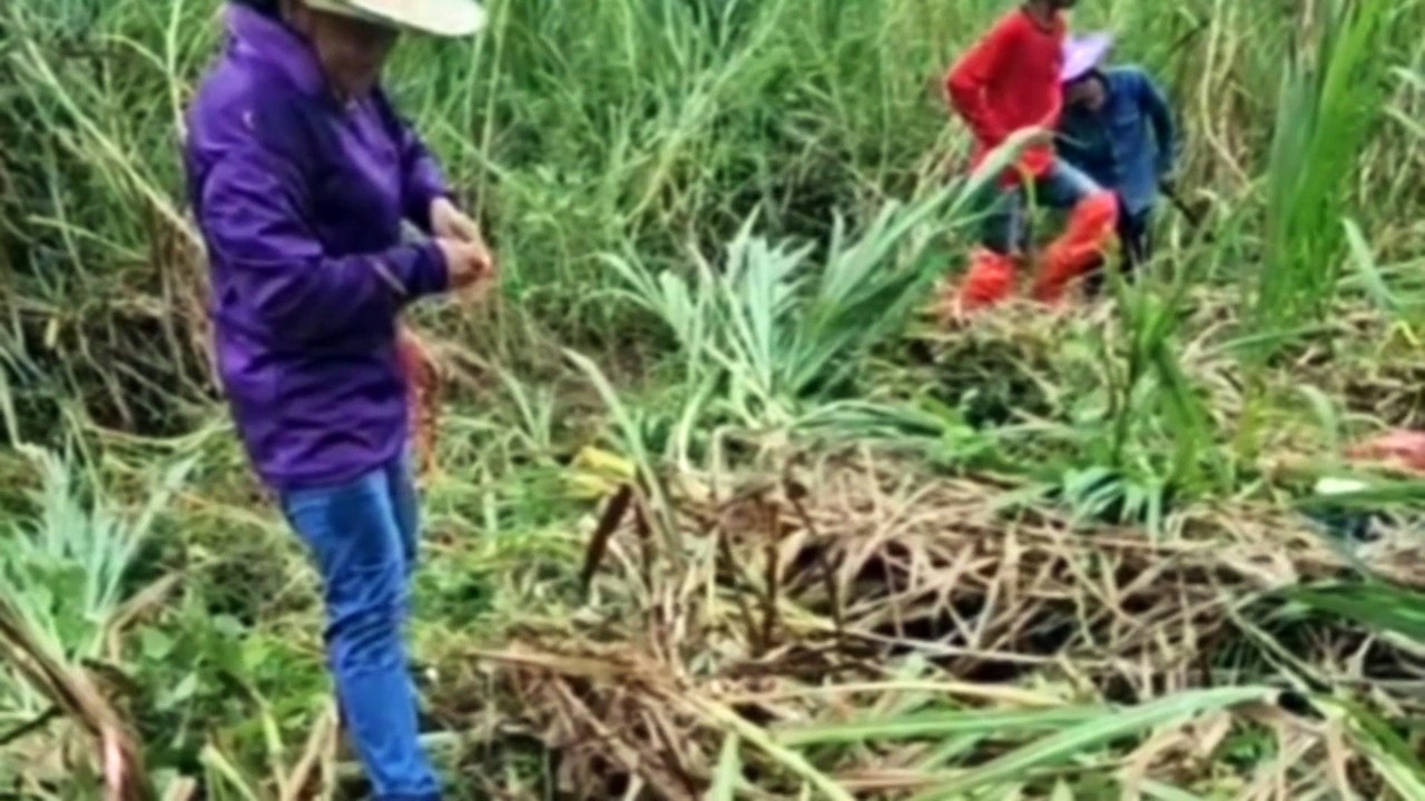 Napier, Flexible Biomass Utilization by Cinjun Thailand