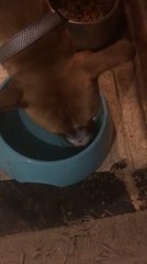 Video herunterladen: Dog Attempts to Fish out Food From Water Bowl