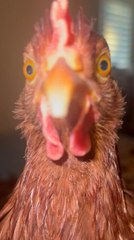 Chicken Pecks at Camera While Person Films Another Chicken