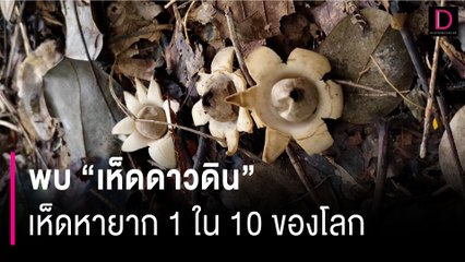 พบ "เห็ดดาวดิน" ขึ้นกระจาย "ป่าเขาคงคา-โคราช"  ชี้เป็น 1 ใน 10 เห็ดหายากของโลก | HOTSHOT เดลินิวส์ 28/10/67