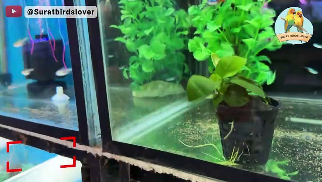 Discover Vibrant Fish and Lush Aquatic Plants at Dreamz Aquarium Shop in Surat