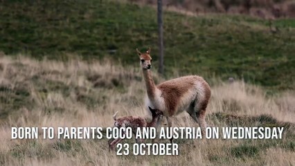 Highland Wildlife Park celebrates birth of first ever baby vicuna