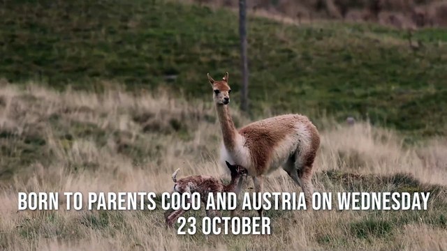 Highland Wildlife Park celebrates birth of first ever baby vicuna