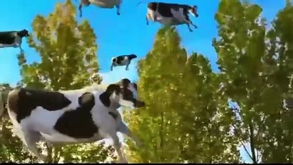 Dancing cow$ dancing # cow