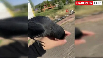 Karga ile Dostluk: Üniversite Öğrencisinin Şaşırtan Anları