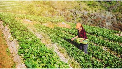Le produzioni sostenibili ripartono dal cibo spontaneo: il progetto Spontaneus