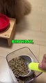 DOG BIRTHDAY DINNER! #animalstories #funnyanimals #animals #cutedog #cute #dogs #doglover