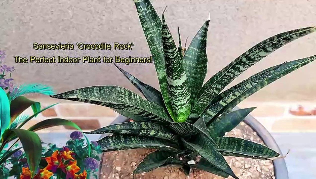 Sansevieria Crocodile Rock facts