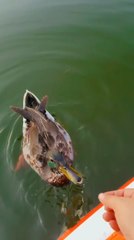 Video herunterladen: Brave Duck Eats Snacks From Person's Hands