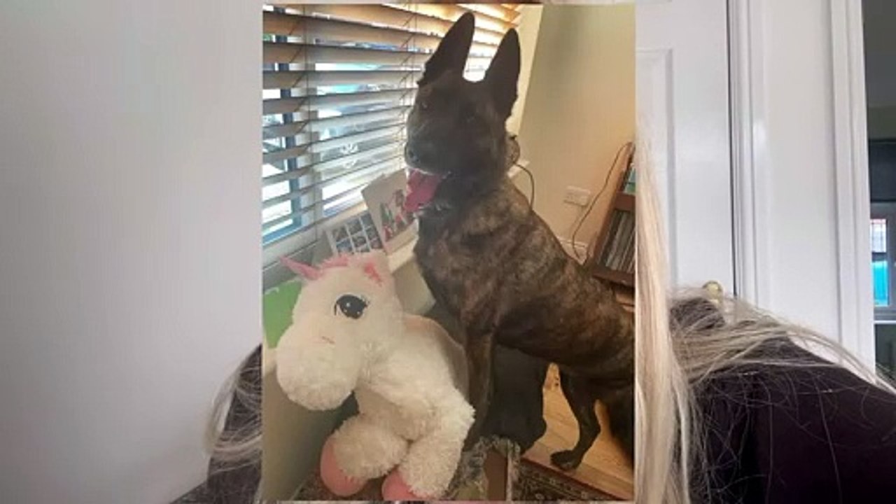 Three legged rescue dog Peggy turns her teddies into tripods