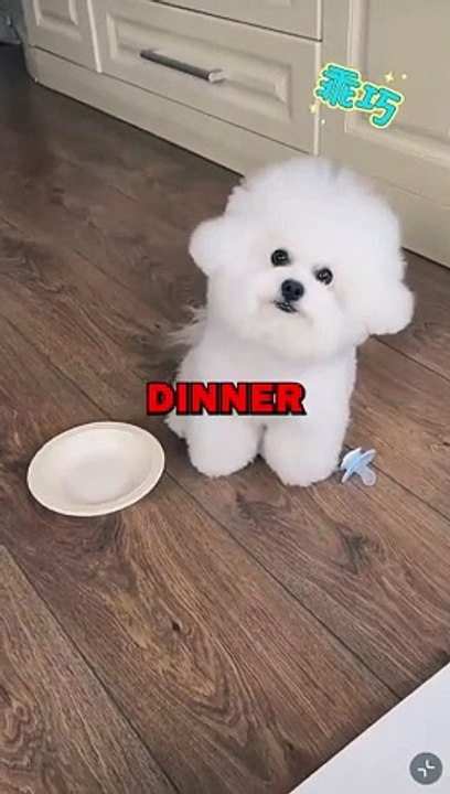CUTE DOG LOVES FOOD! #animalstories #pets #animals #cutedog #cute #dogs #doglover