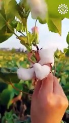 A 3,500-Year-Old Fashion Revolution