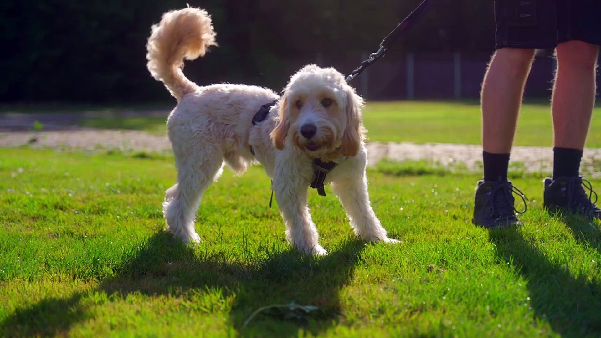 ⁣Cheltenham Animal Shelter - Brand Film