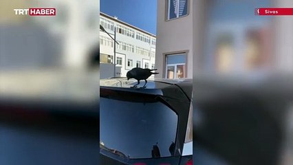 Öğrencinin kargayla görüntüleri gülümsetti