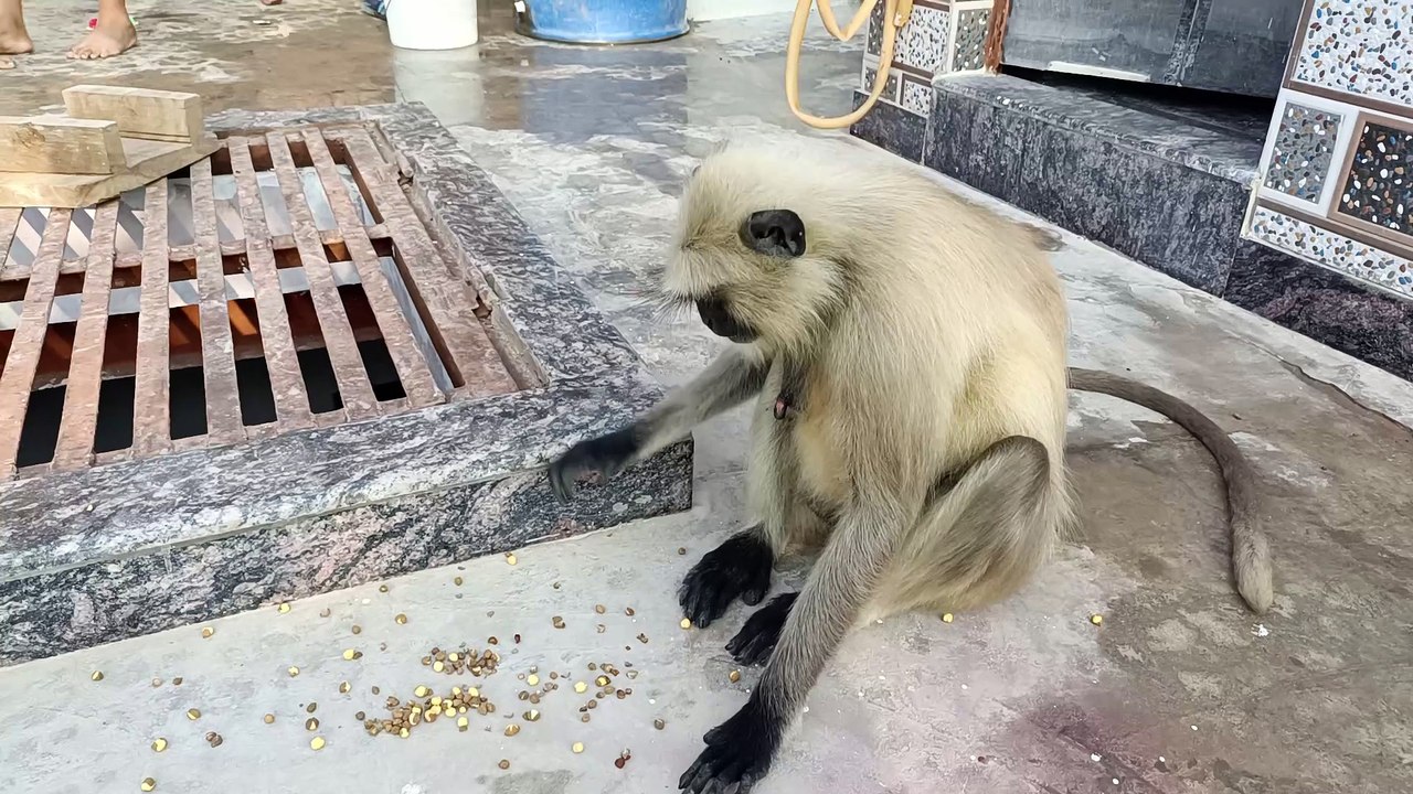 Very hungry monkey