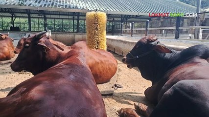 गोधन ओळख भाग  ४ सिंध प्रांतातील नामशेष होत चाललेली लाल सिंधी