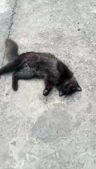 Cat #cutecat #petslove #catvideos