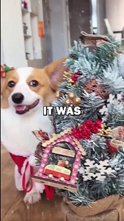 CHRISTMAS FOR DOGGIES! #animalstories #pets #funnyanimals #animals #cute #dogs