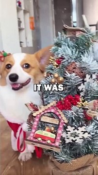 CHRISTMAS FOR DOGGIES! #animalstories #pets #funnyanimals #animals #cute #dogs
