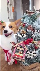 CHRISTMAS FOR DOGGIES! #animalstories #pets #funnyanimals #animals #cute #dogs