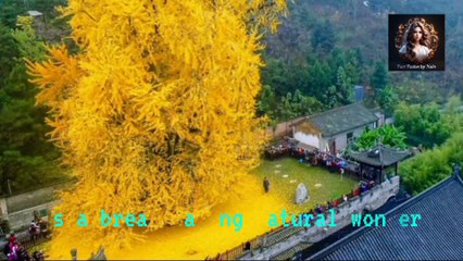 Ancient Golden Glory: The 1,400-Year-Old Ginkgo Tree.